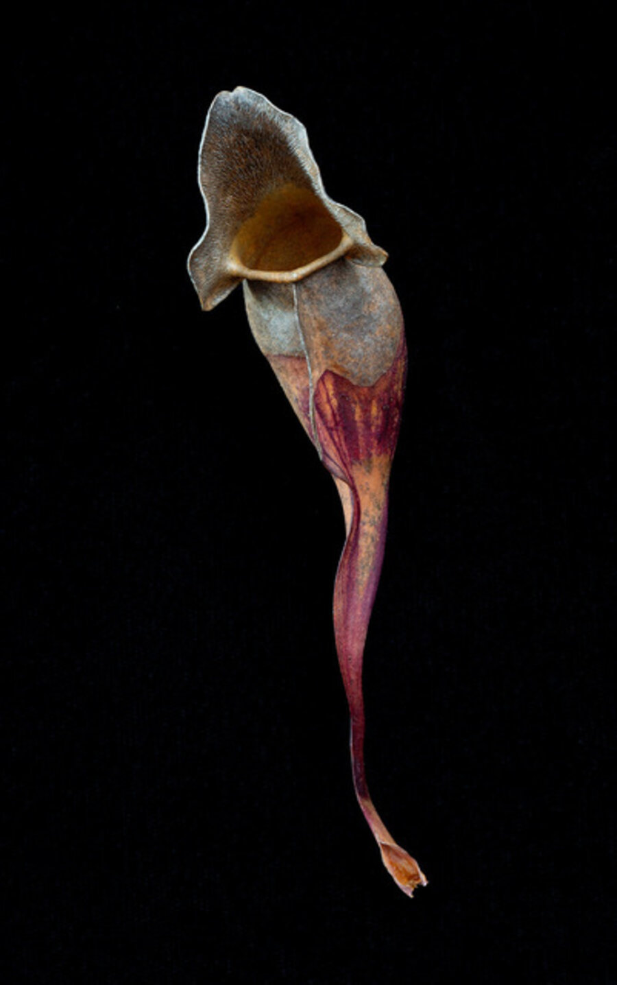 Sarraceniaceae #2 (Pitcher Plant)