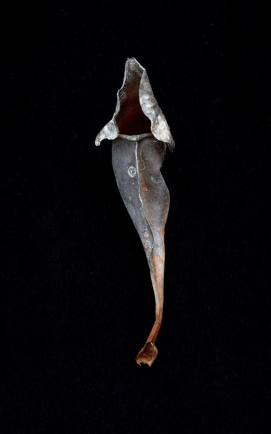 Sarraceniaceae #3