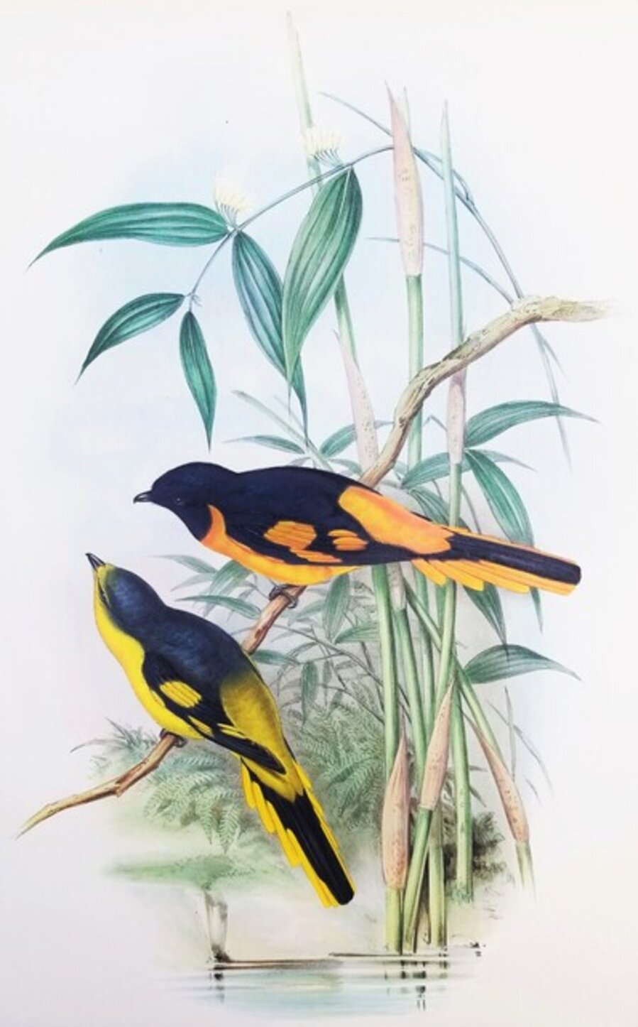 Pericrocotus Flammeus (Orange Minivet)
