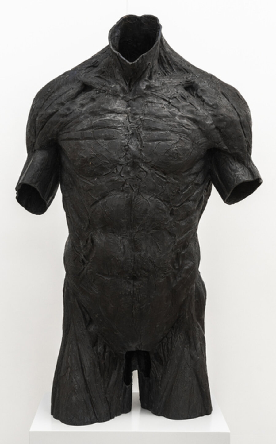 Torso