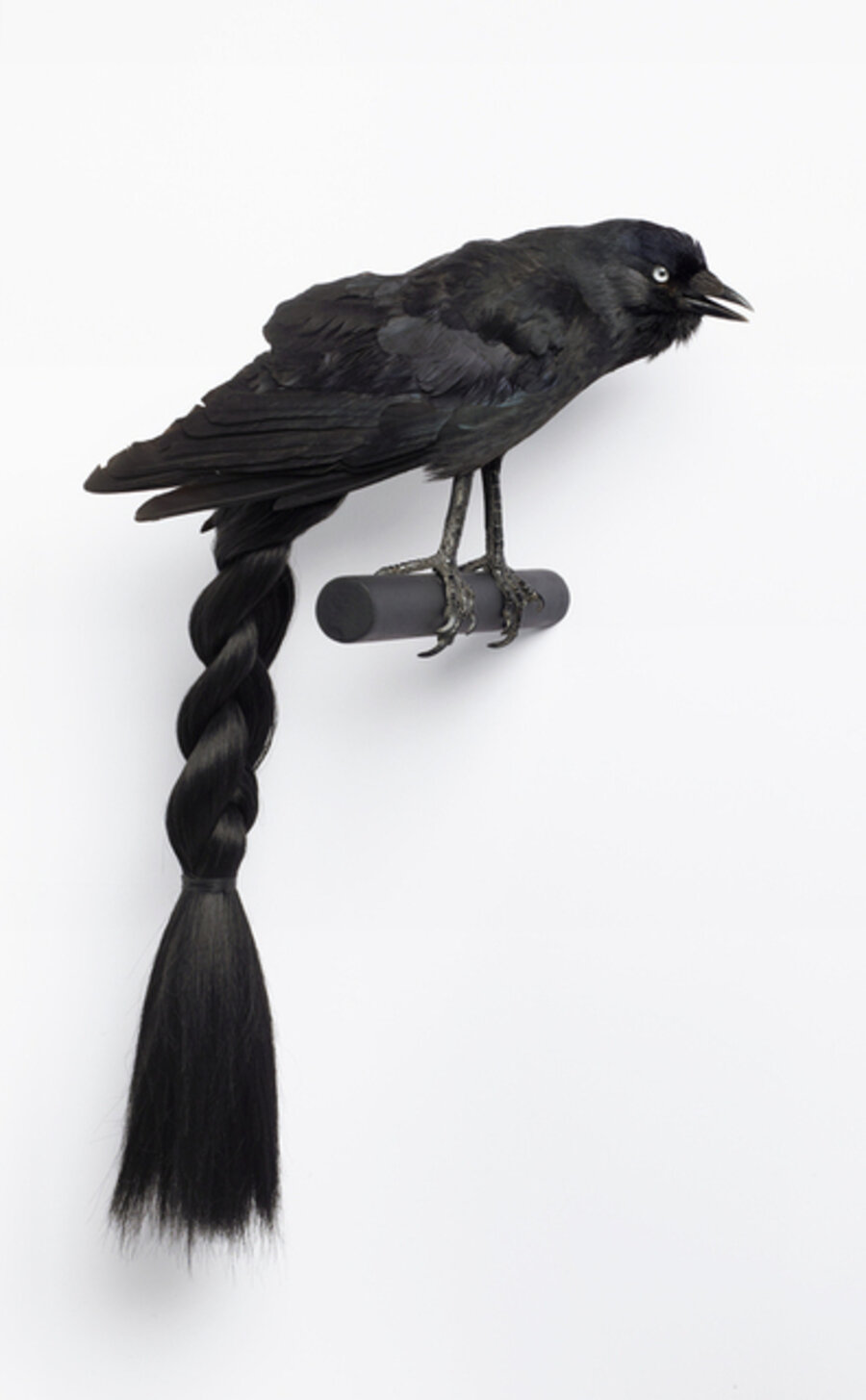 Crow with Ponytail