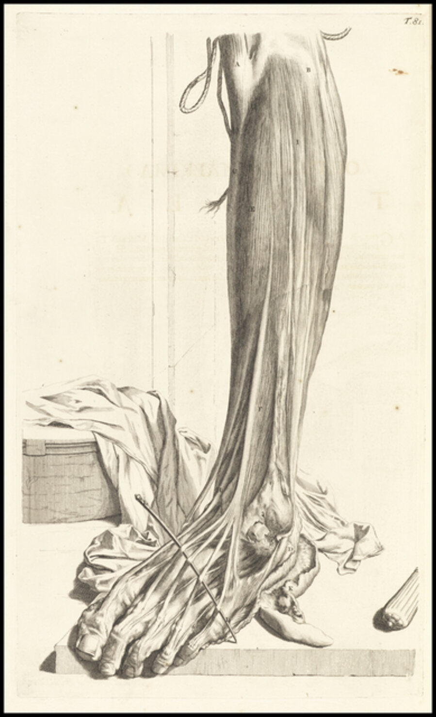 Octuagesimaprima tabula