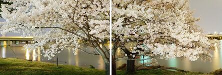 Frank Hallam Day, ‘Cherry Blossom Diptych’, 2012