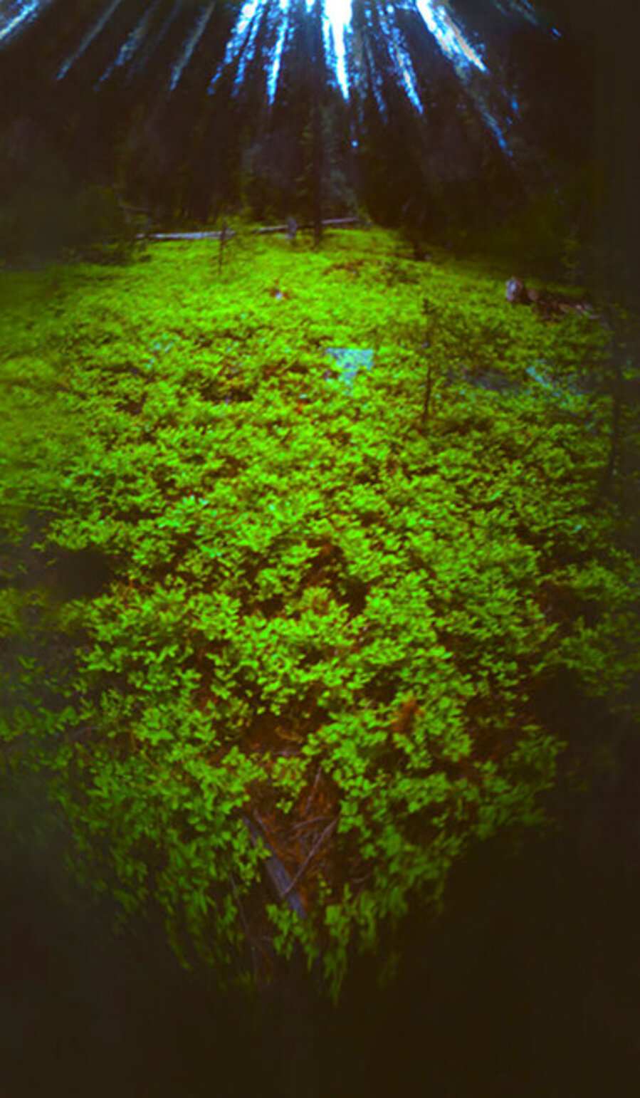 Meditations XXVII