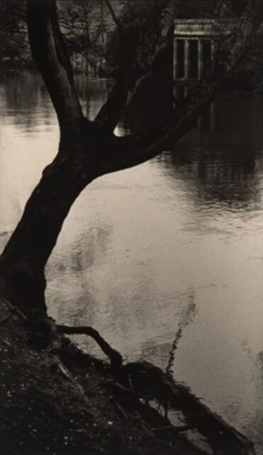 Missing Tree