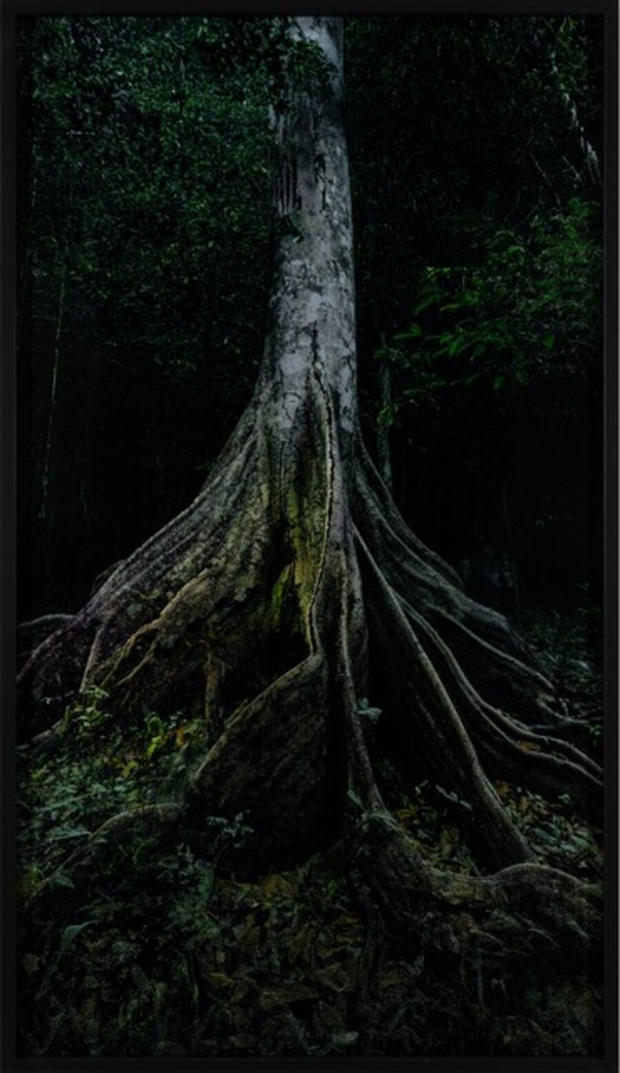 Capinuri #1 (Breathing with the Forest)