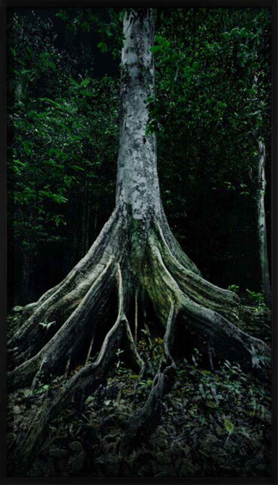 Capinuri #2 (Breathing with the Forest)