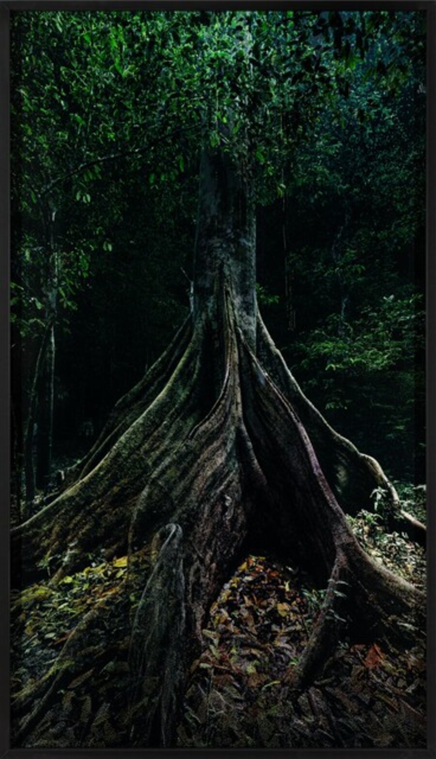 Capinuri #3 (Breathing with the Forest)