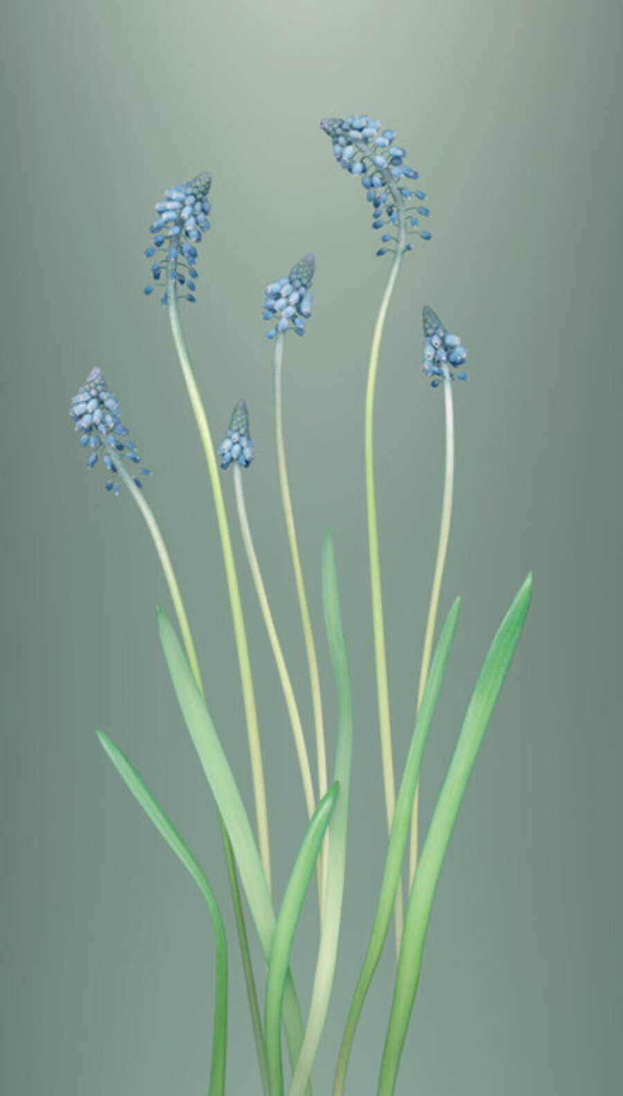 Grape hyacinth (Muscari armeniacum)