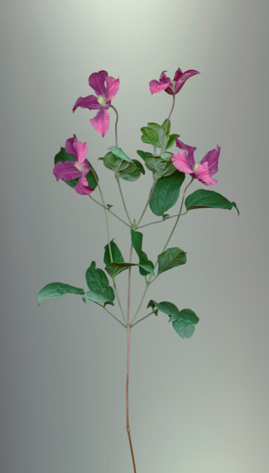 Clematis (Clematis)