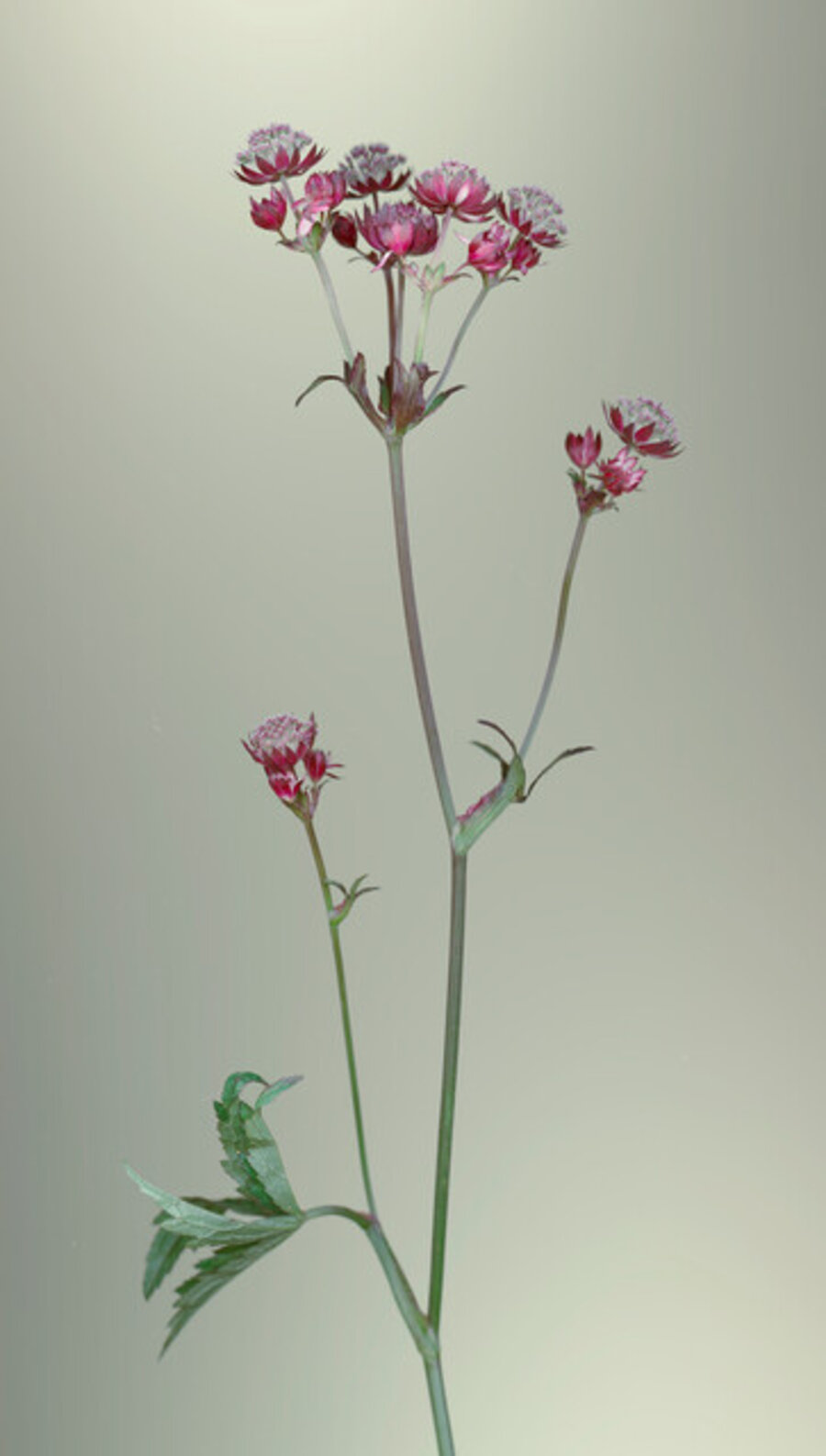 Great Masterwort (Astrantia)
