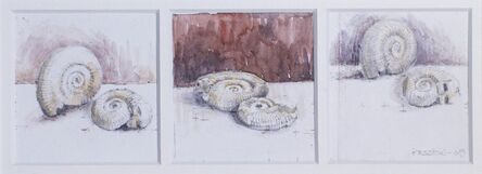 Robert Preston, ‘Studies of fossil shells’, 2009