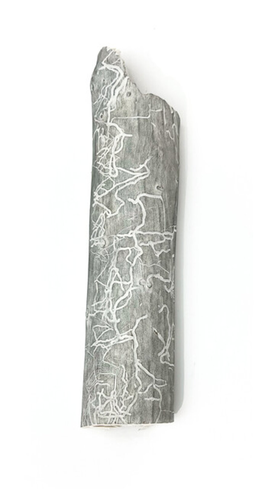 Study for Vermicular Calligraphy XVI