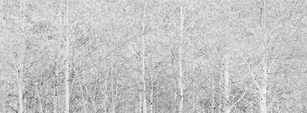 Brian Kosoff, ‘Aspens #1’, 2012