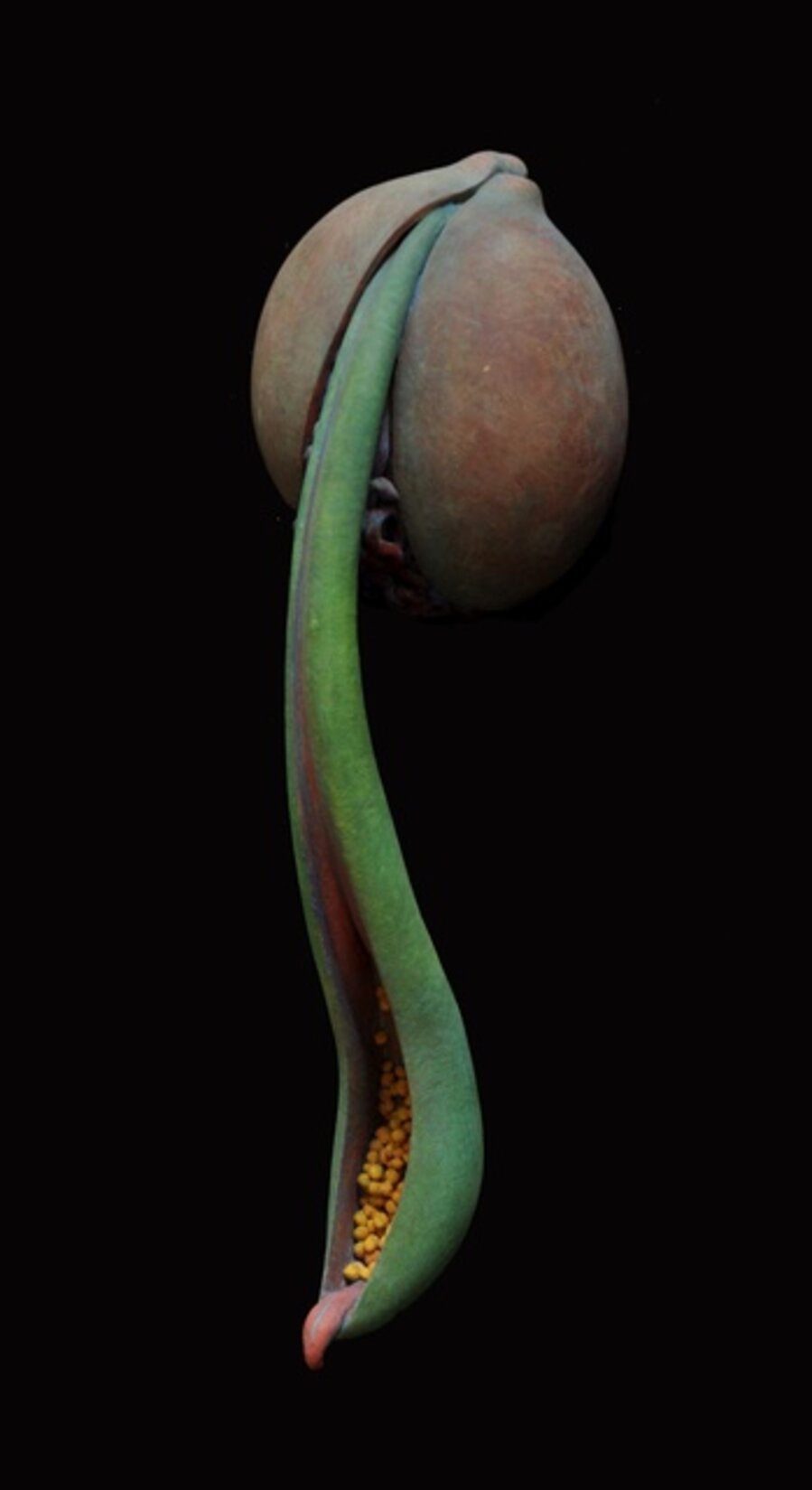 EdenPlant 2