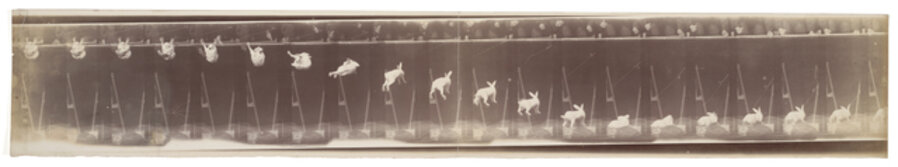 Lapin—Évolution de la chute (Rabbit—Evolution of the fall)