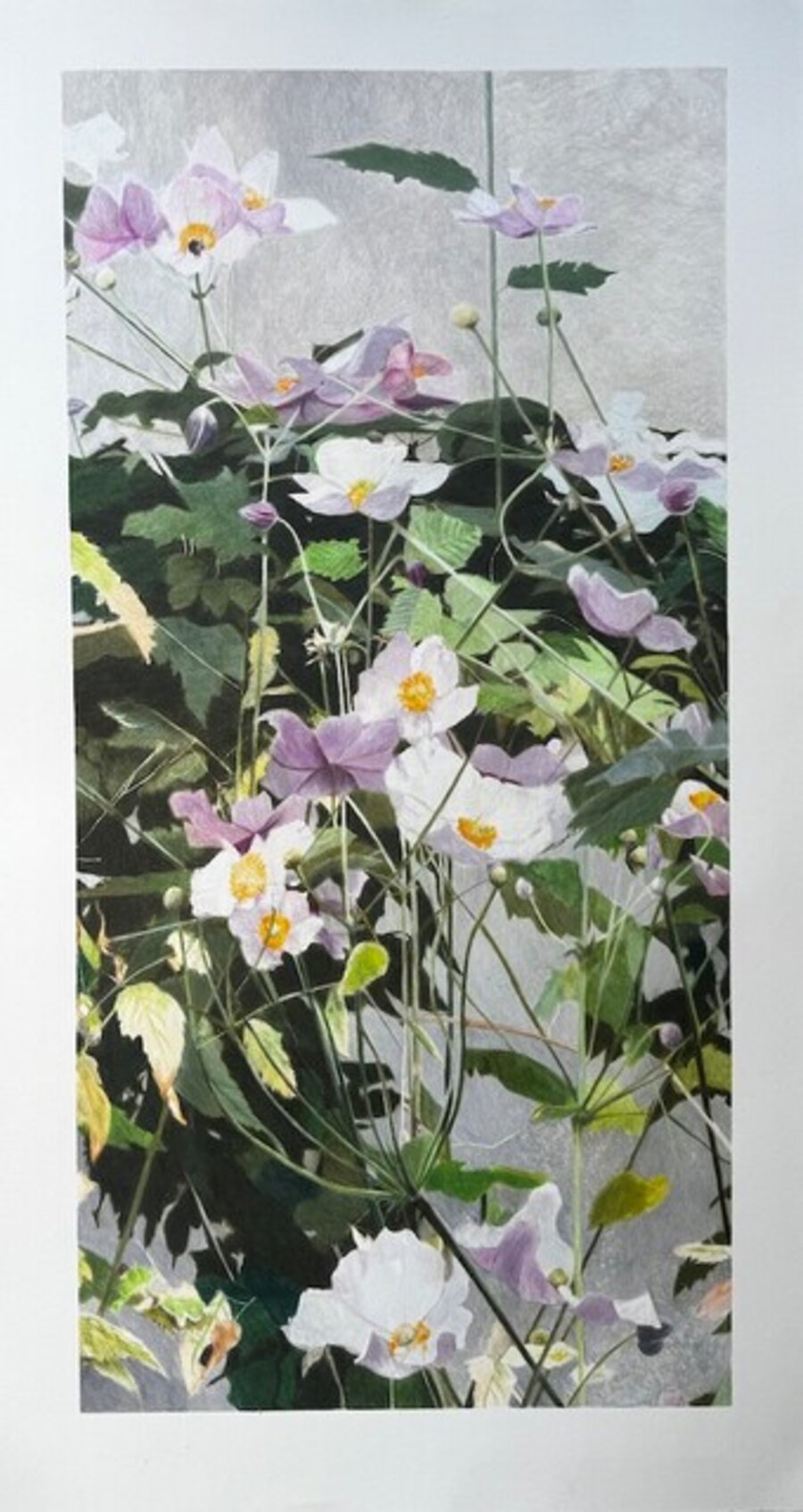 Japanese Anemone