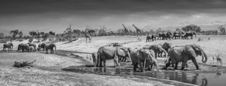 David Yarrow, ‘Before Man, Savute, Botswana’, 2019