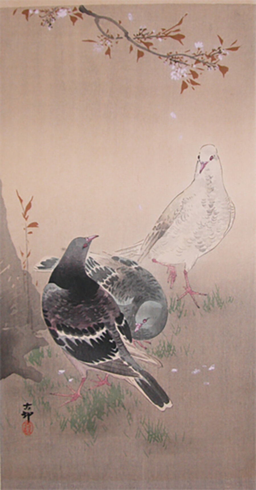 Pigeons and Cherry Blossoms