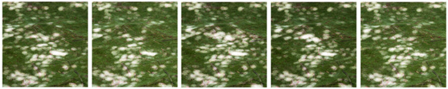 Invisible Breeze (Ryoanji)