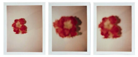 Andy Warhol, ‘Set of Three Polaroid Photographs of Flowers’, 1982