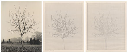 Charles Gaines, ‘Walnut Tree Orchard, Set A’, 1977