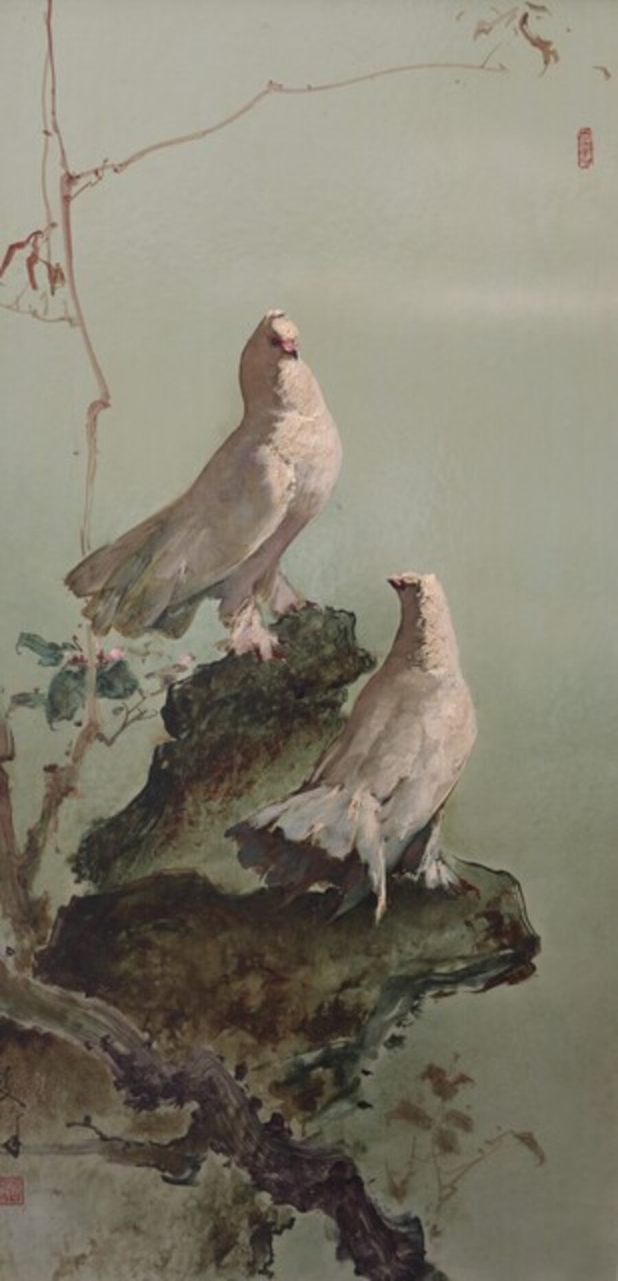Sepasang Burung Dara (Doves)
