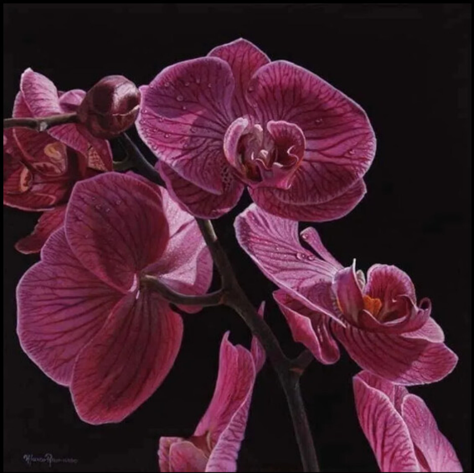 Orchidee