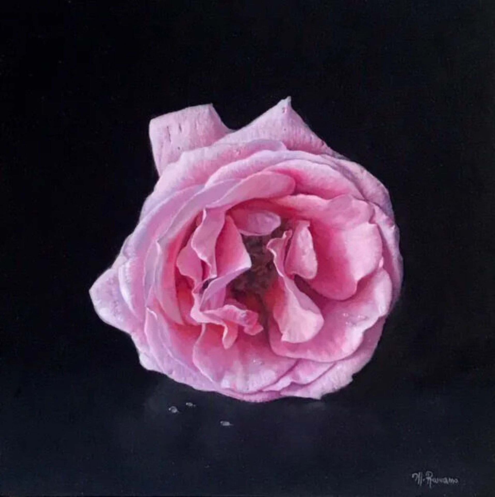 La Rosa Di Afrodite