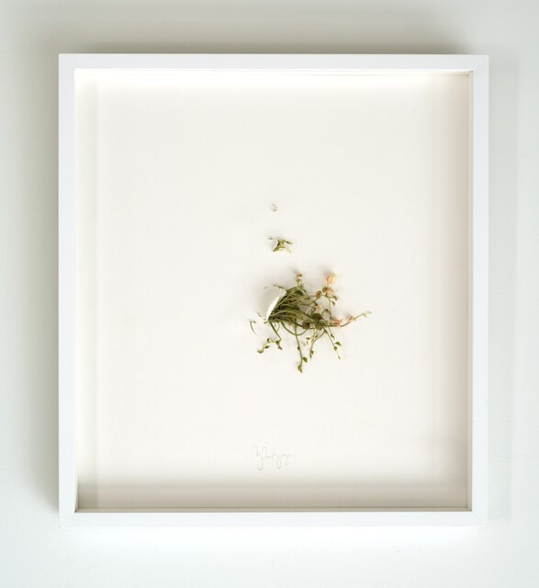 Wild Weeds