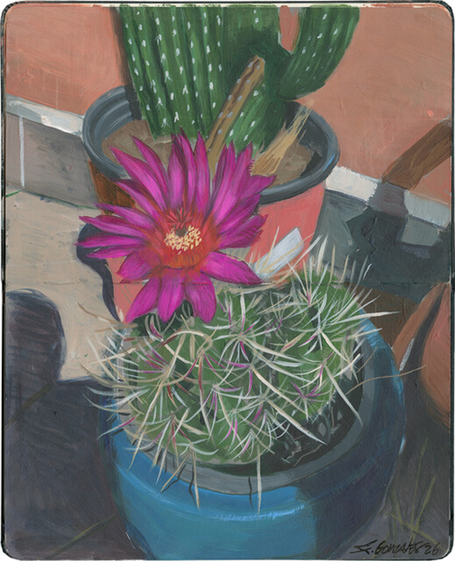 Thelocactus Bicolor