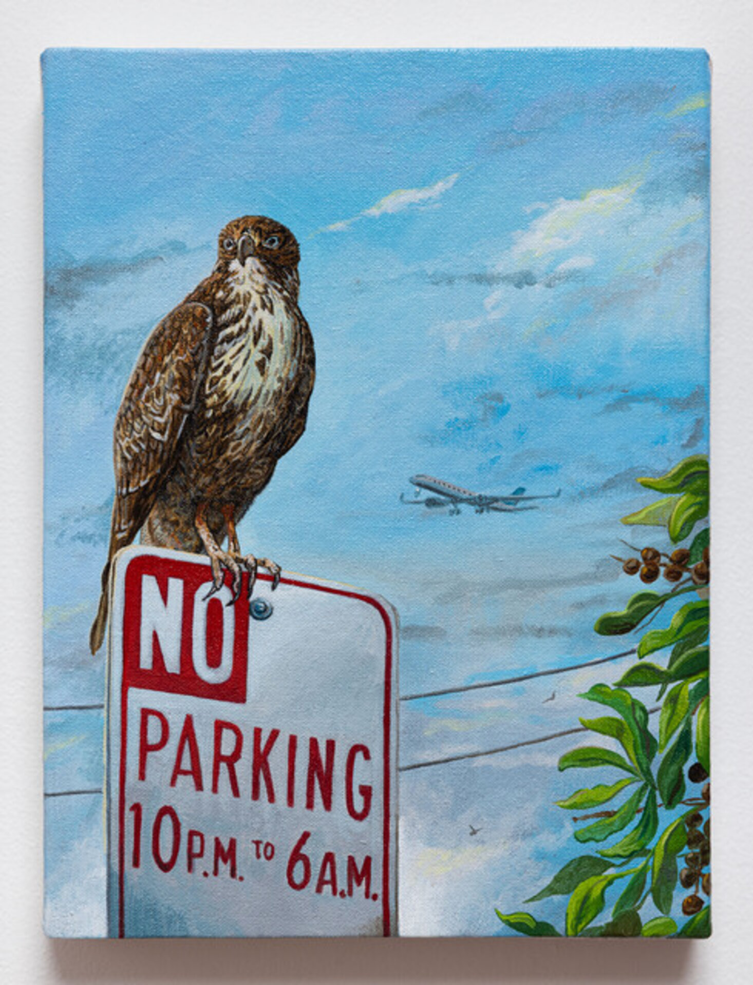 Red Tailed Hawk