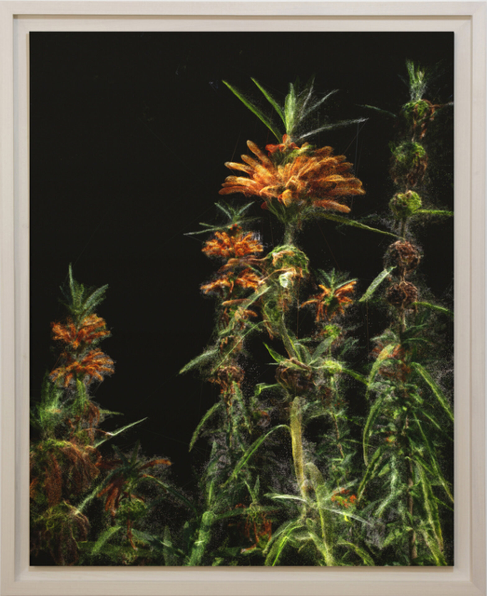 Phytosynthesis-Leonotis