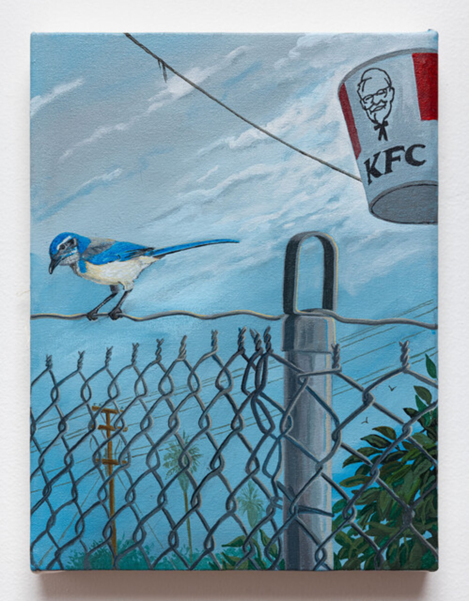 Scrub Jay