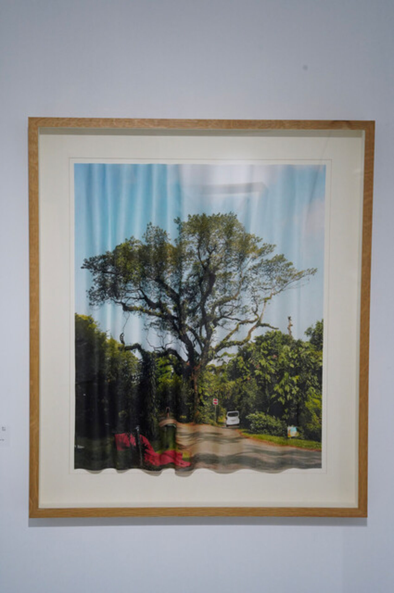 Unfolded trees/Bukit Brown