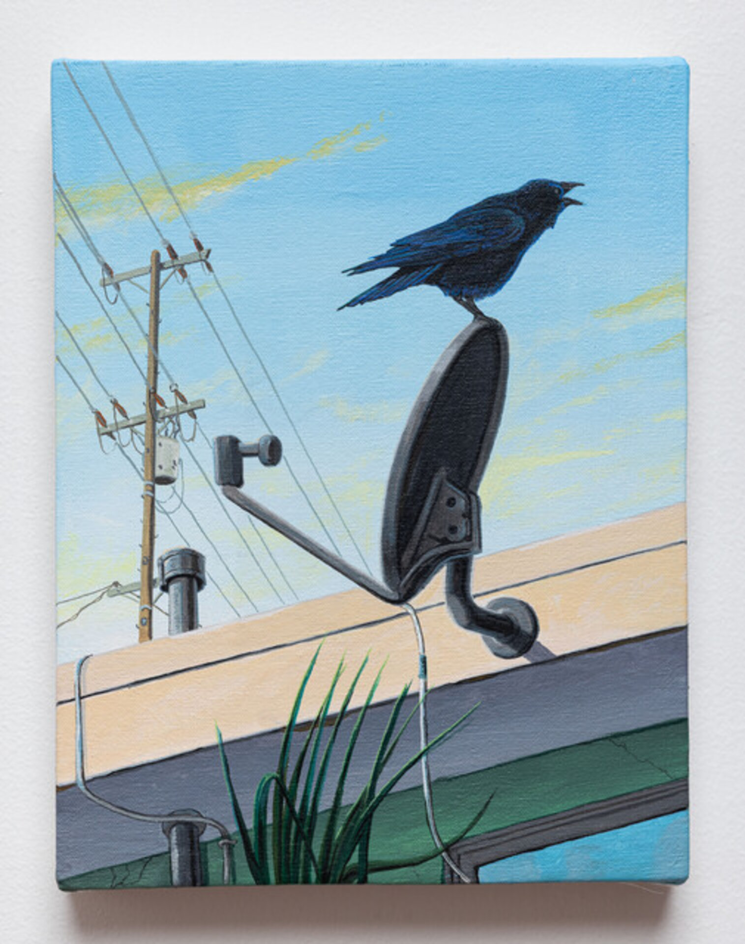 American Crow