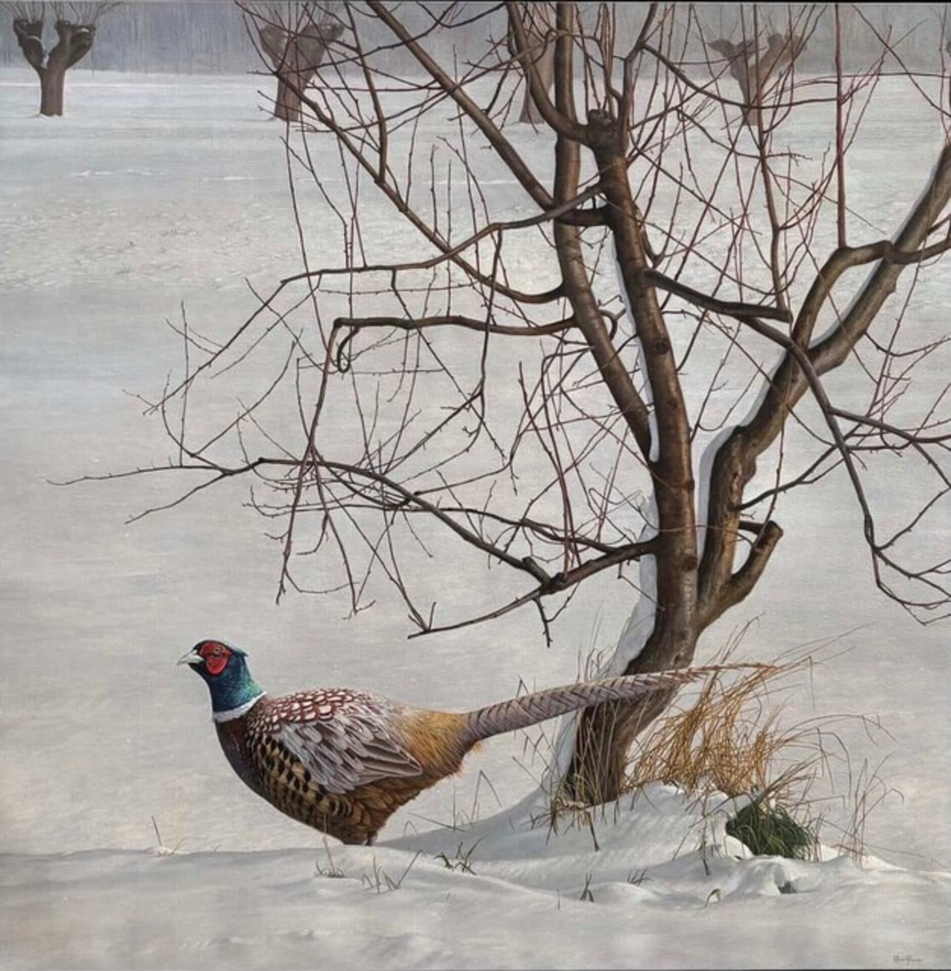 Winter Fields