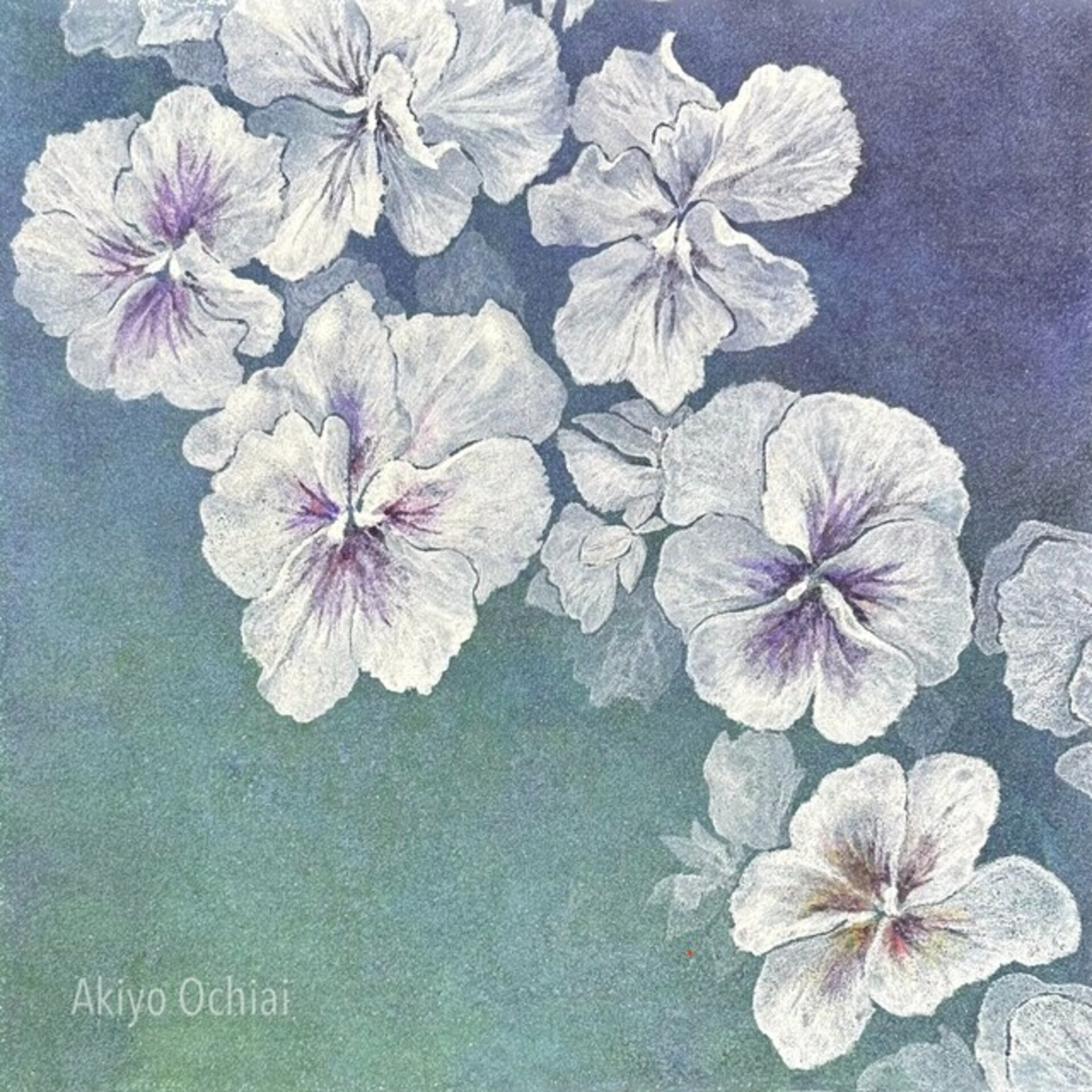 Flower Sound – Canon – -pansy-