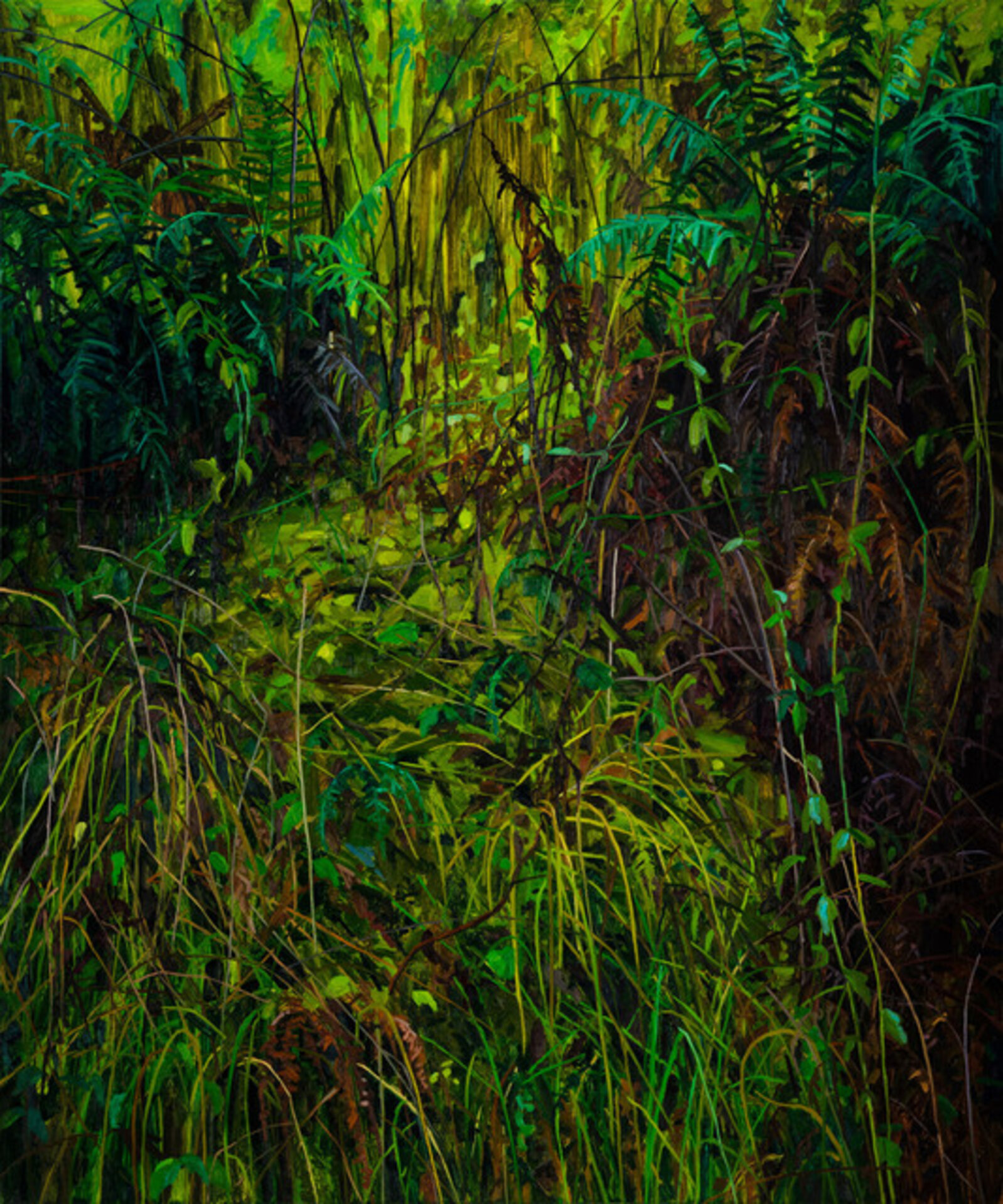 Grass and Ferns