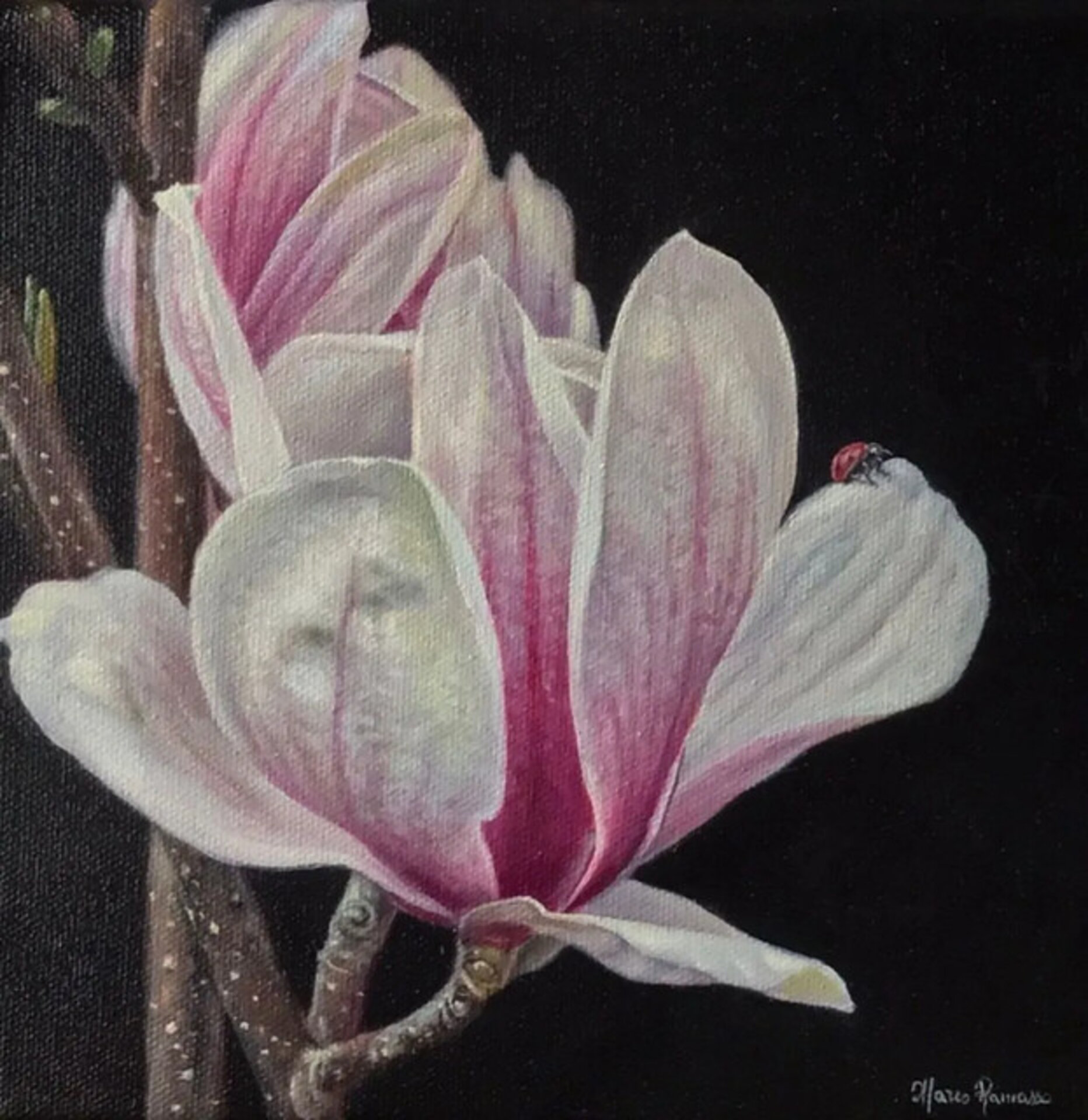 Magnolia