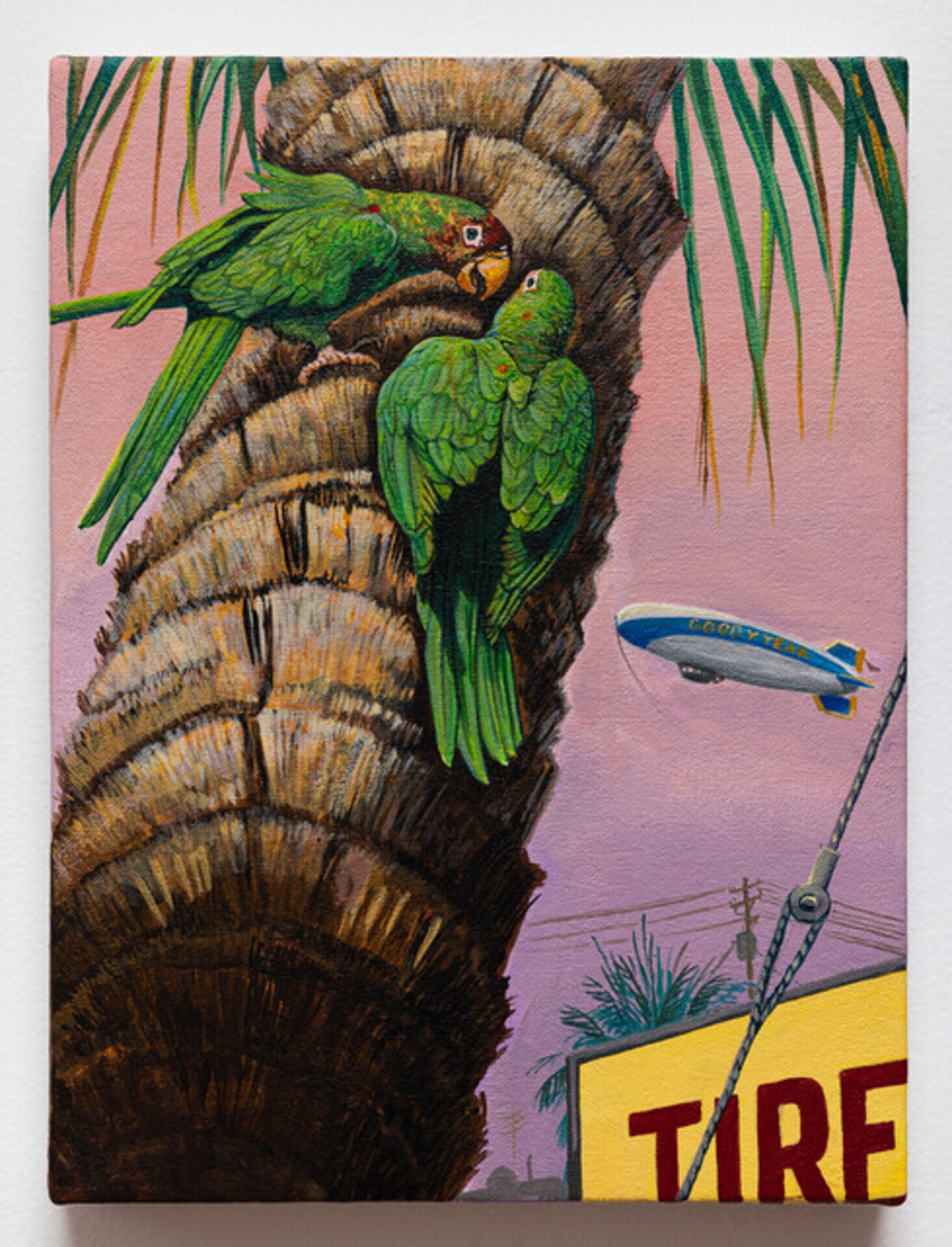 Mitred Parakeet