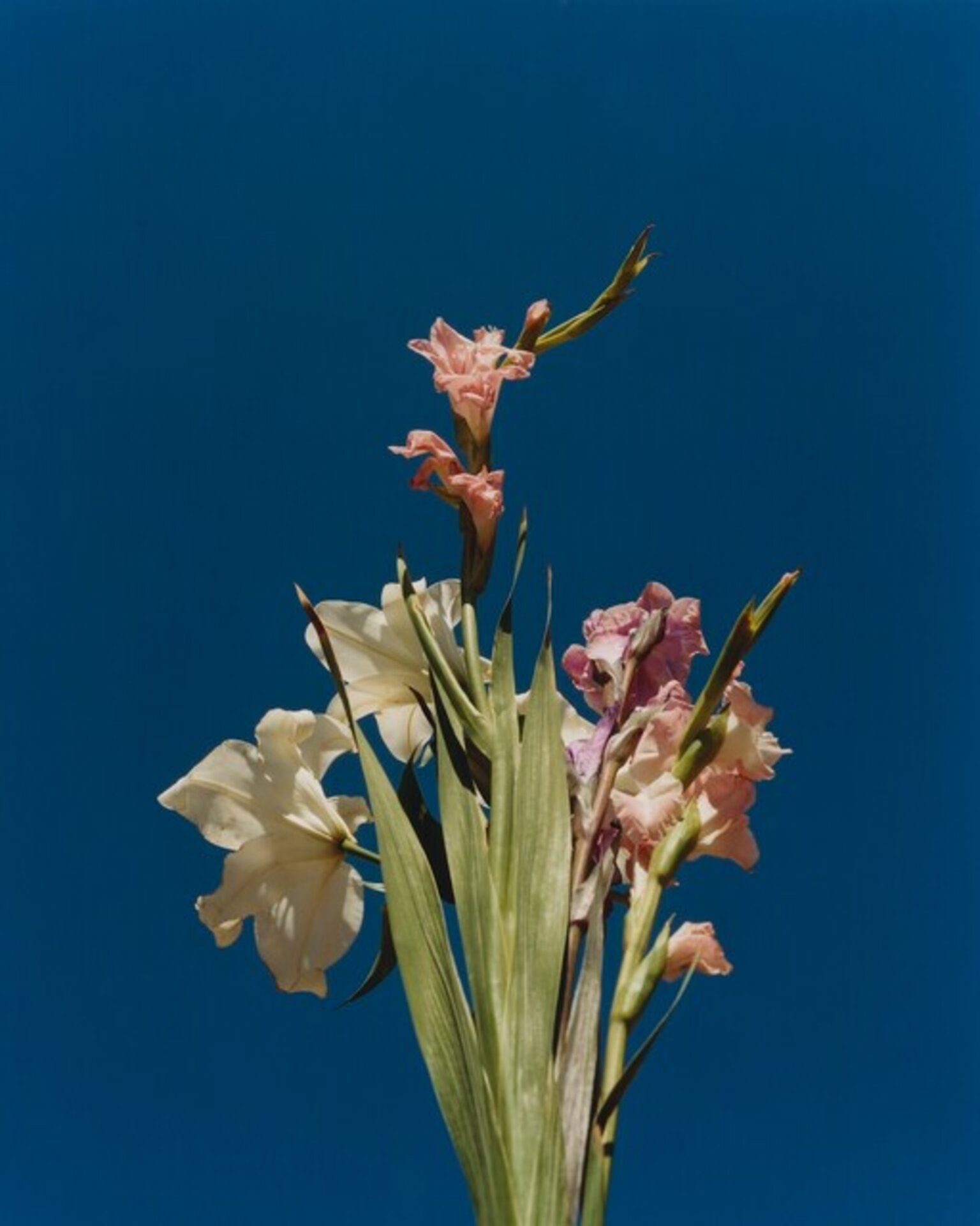 Gladiolas de la Rosa Tavera