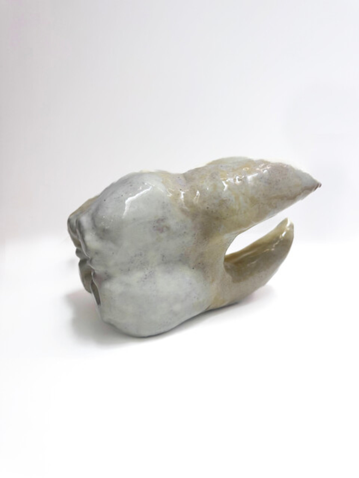 Vestigial Organs: The Wisdom Teeth