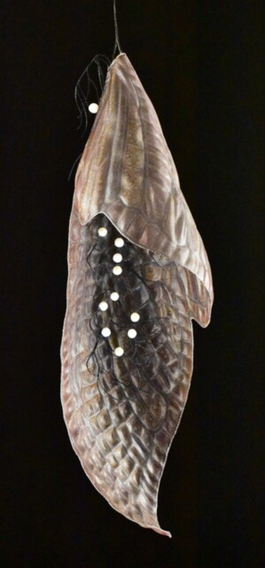 Chrysalis
