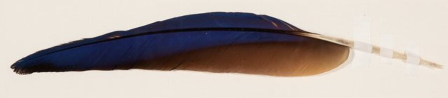 Macaw, from Guyana Series