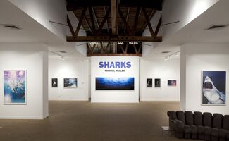 Michael Muller: Sharks, installation view