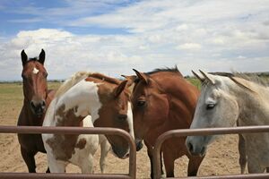 Horses, New Mexico