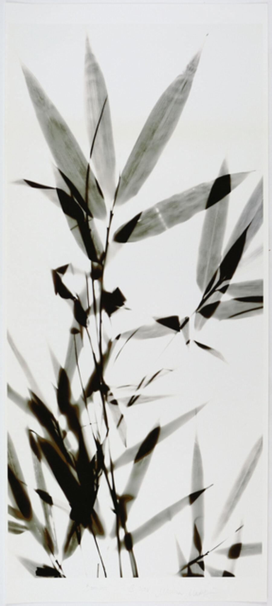 Bamboo