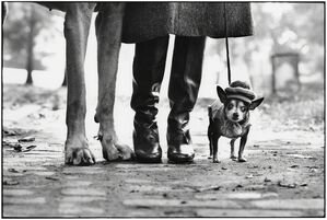 New York City (dog legs)