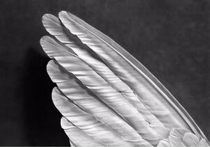 Robert Longo, Angel's Wing (Small Version)